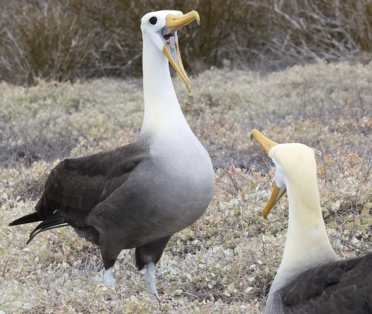 Waved Albatross - ML643769147