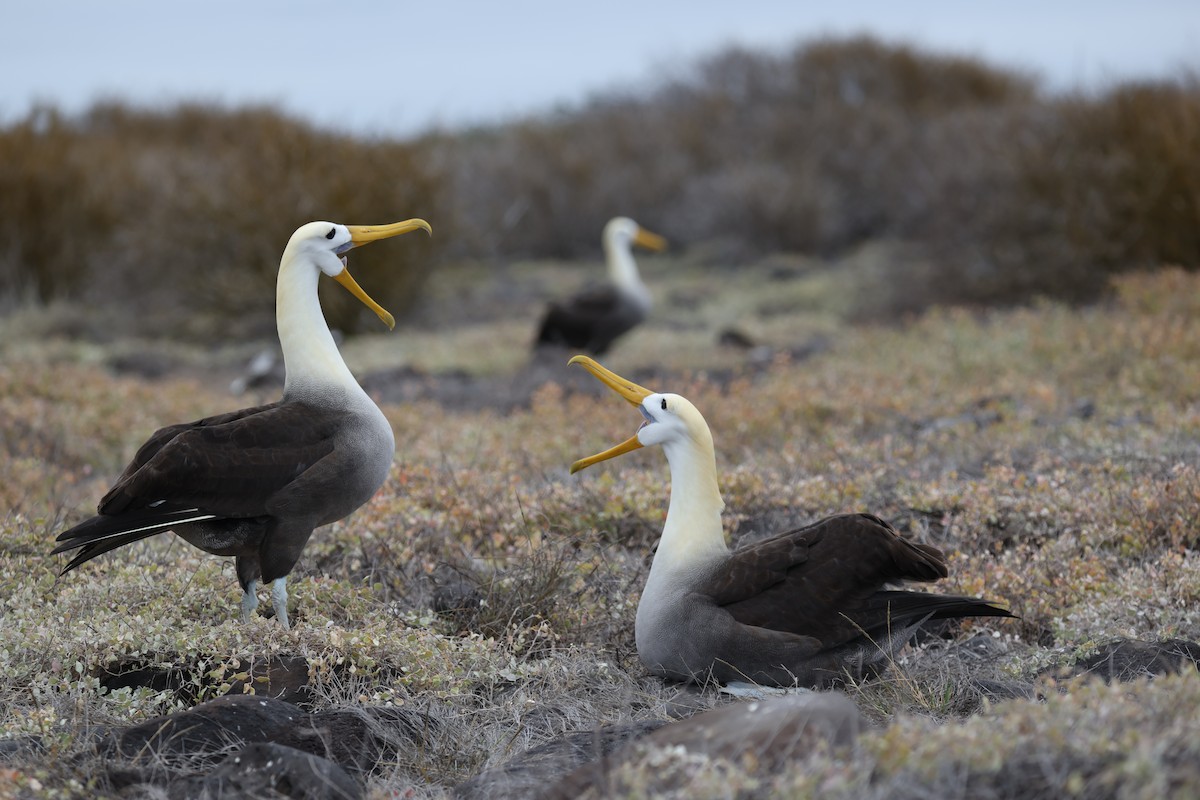 Waved Albatross - ML643769148