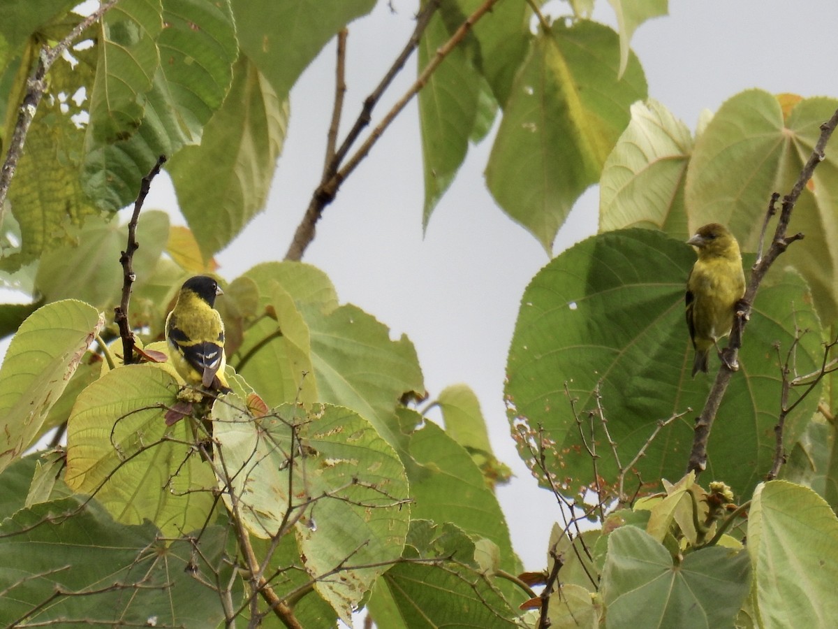 Hooded Siskin - ML643769150
