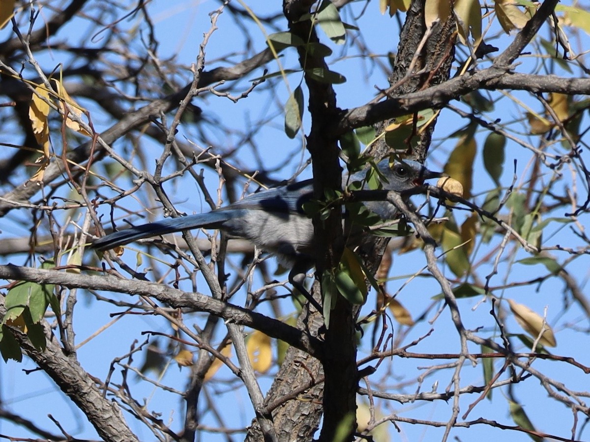 Woodhouse's Scrub-Jay - ML643769156