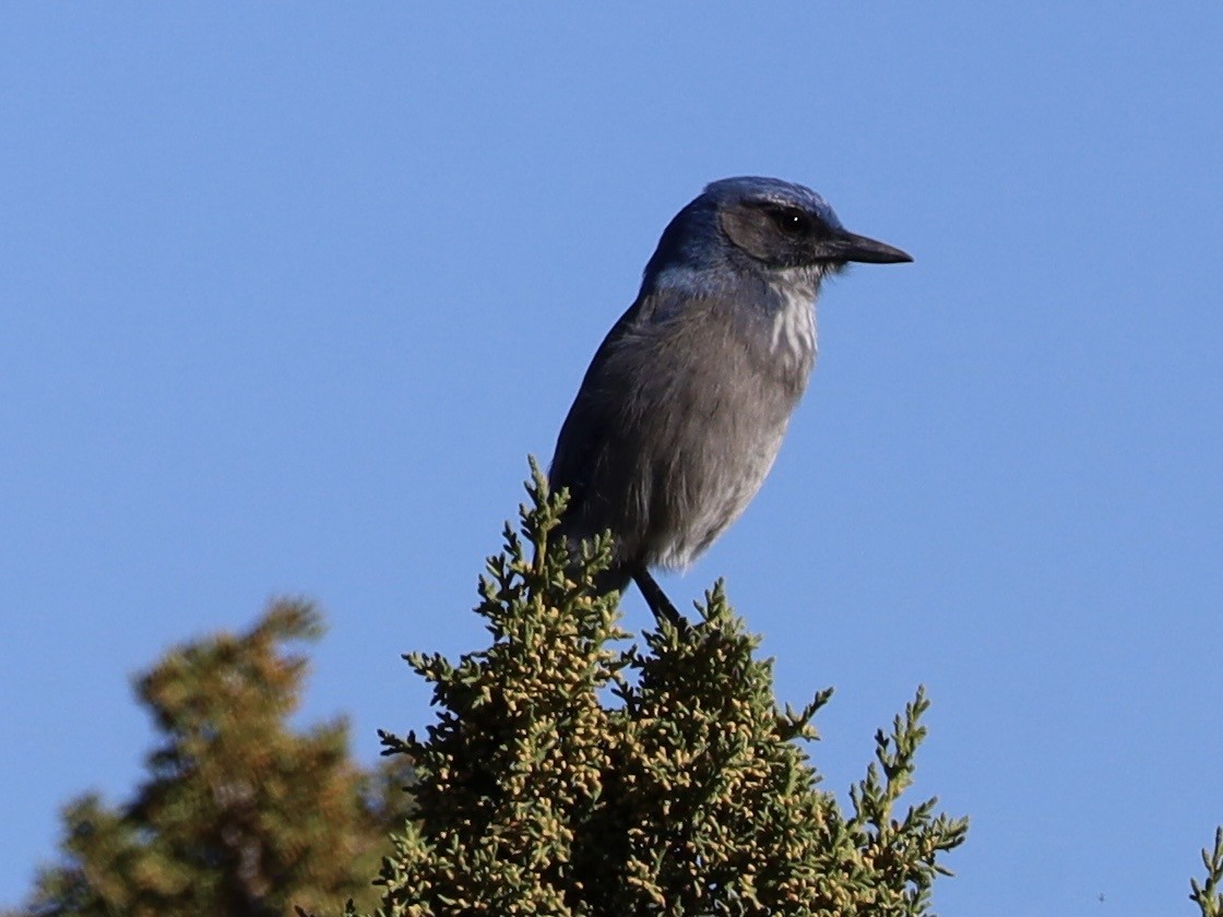 Woodhouse's Scrub-Jay - ML643769171