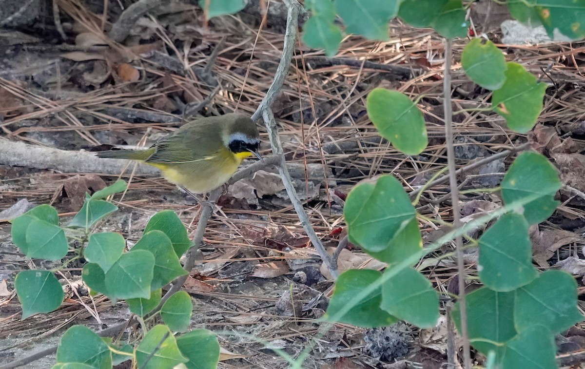 Common Yellowthroat - ML643769173