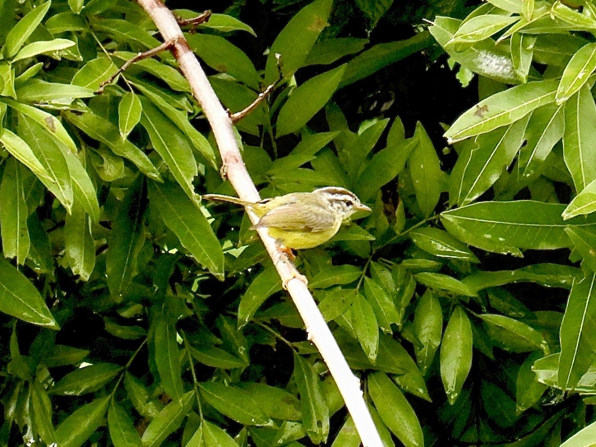 Paruline trifasciée - ML643769185