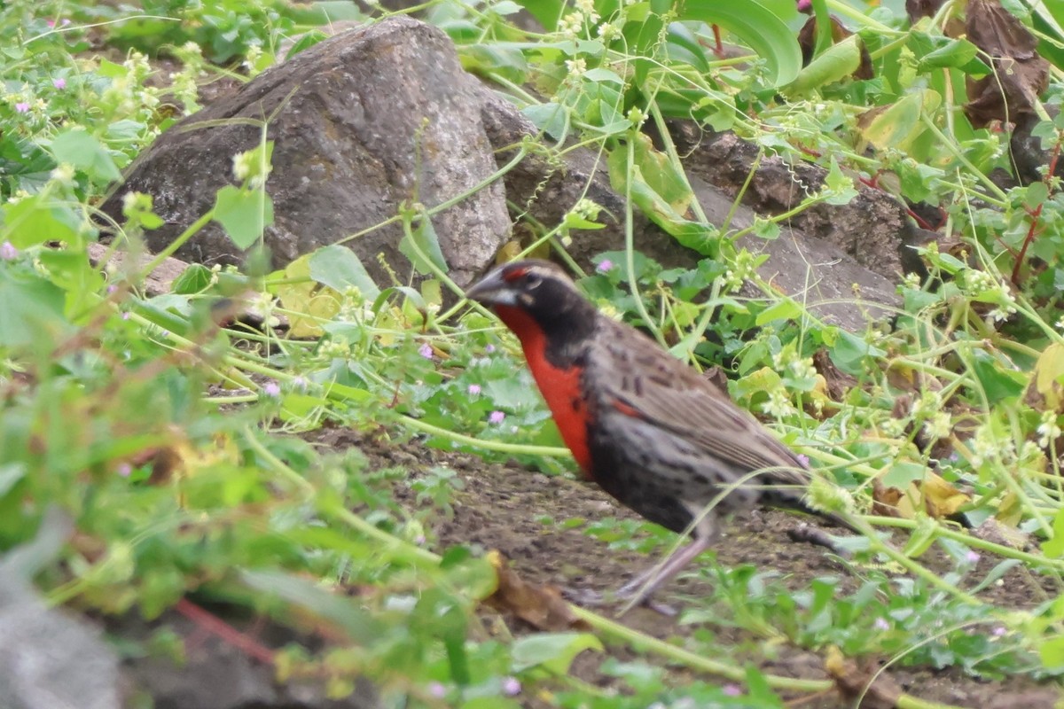 Peruvian Meadowlark - ML643769199
