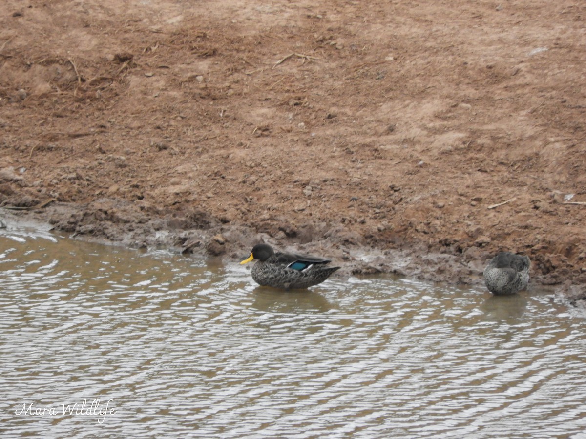 Yellow-billed Duck - ML643769234