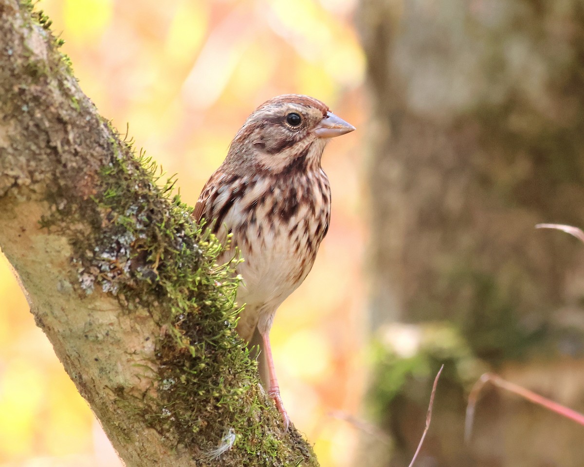Song Sparrow - ML643769236