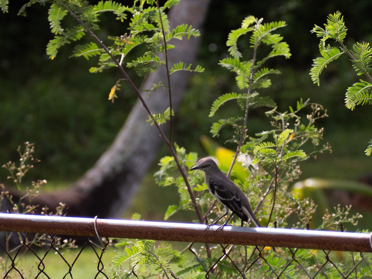Northern Mockingbird - ML643769237