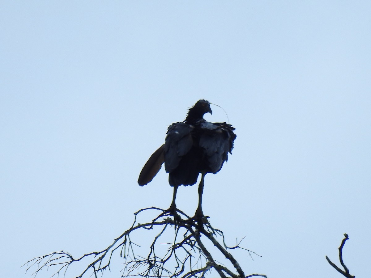 Horned Screamer - ML643769254
