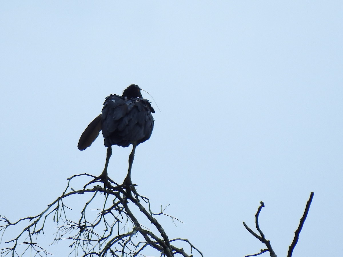 Horned Screamer - ML643769258