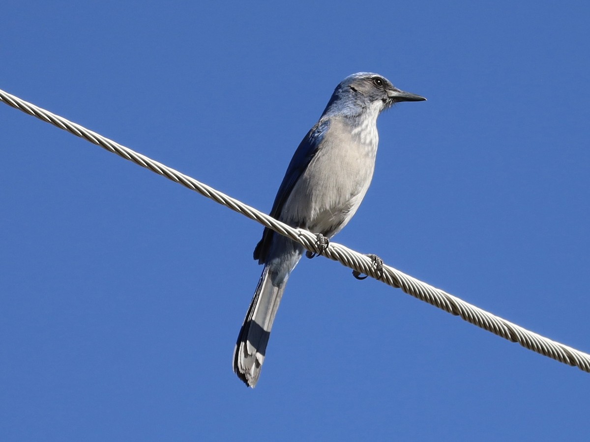 Woodhouse's Scrub-Jay - ML643769259