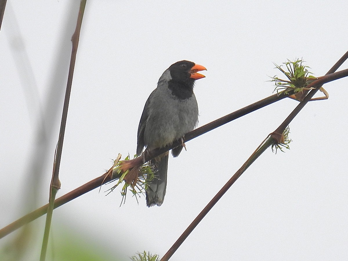 Black-cowled Saltator - ML643769262