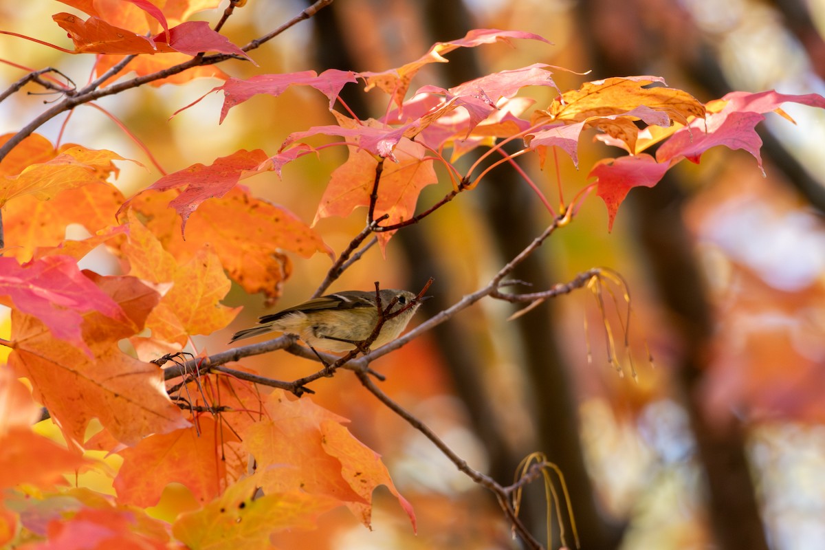Ruby-crowned Kinglet - ML643769295