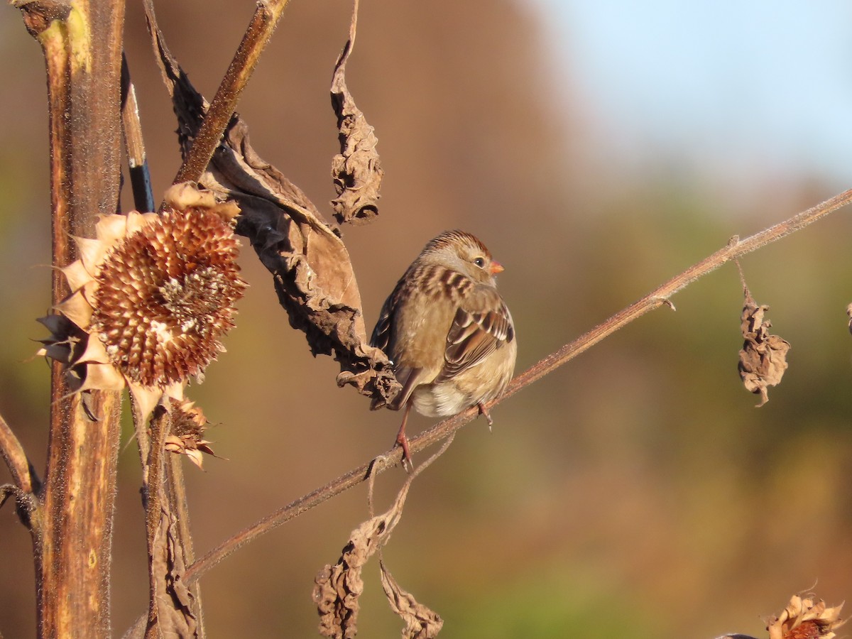 White-crowned Sparrow - ML643769306