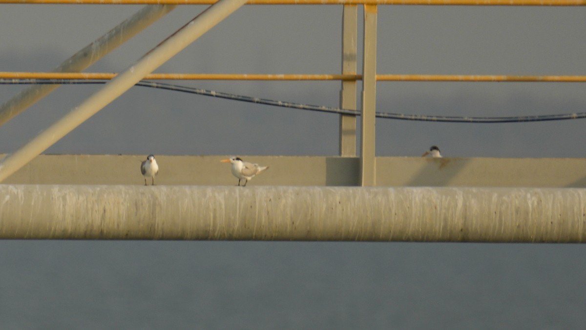 Lesser Crested Tern - ML643769309