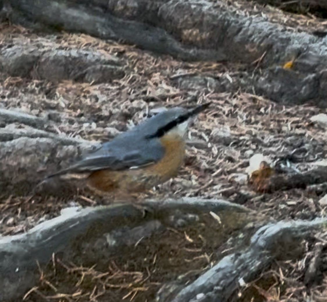 Eurasian Nuthatch - ML643769312
