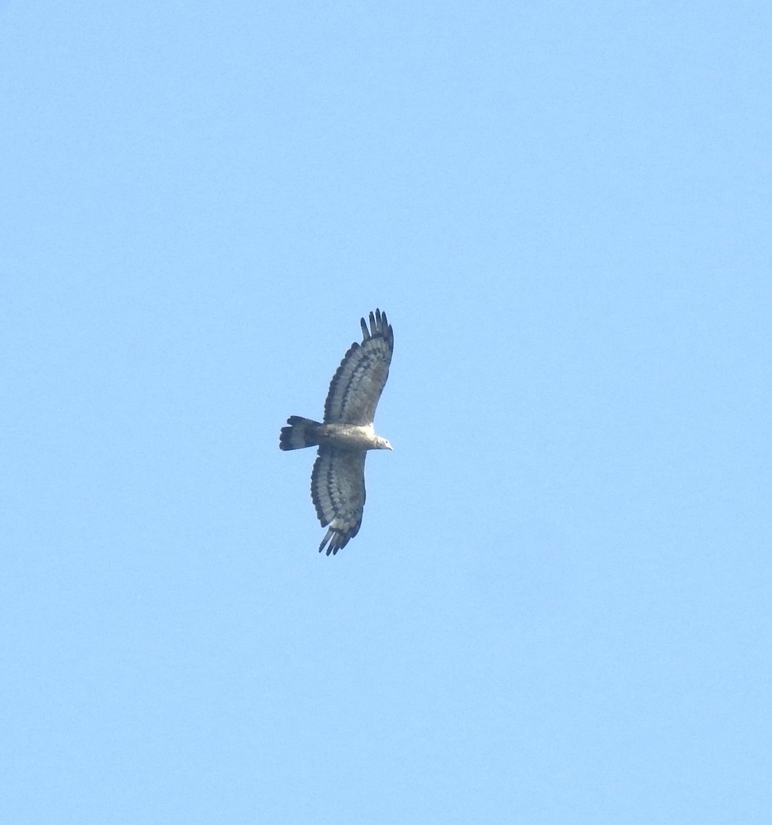 Falco pecchiaiolo orientale - ML643769318