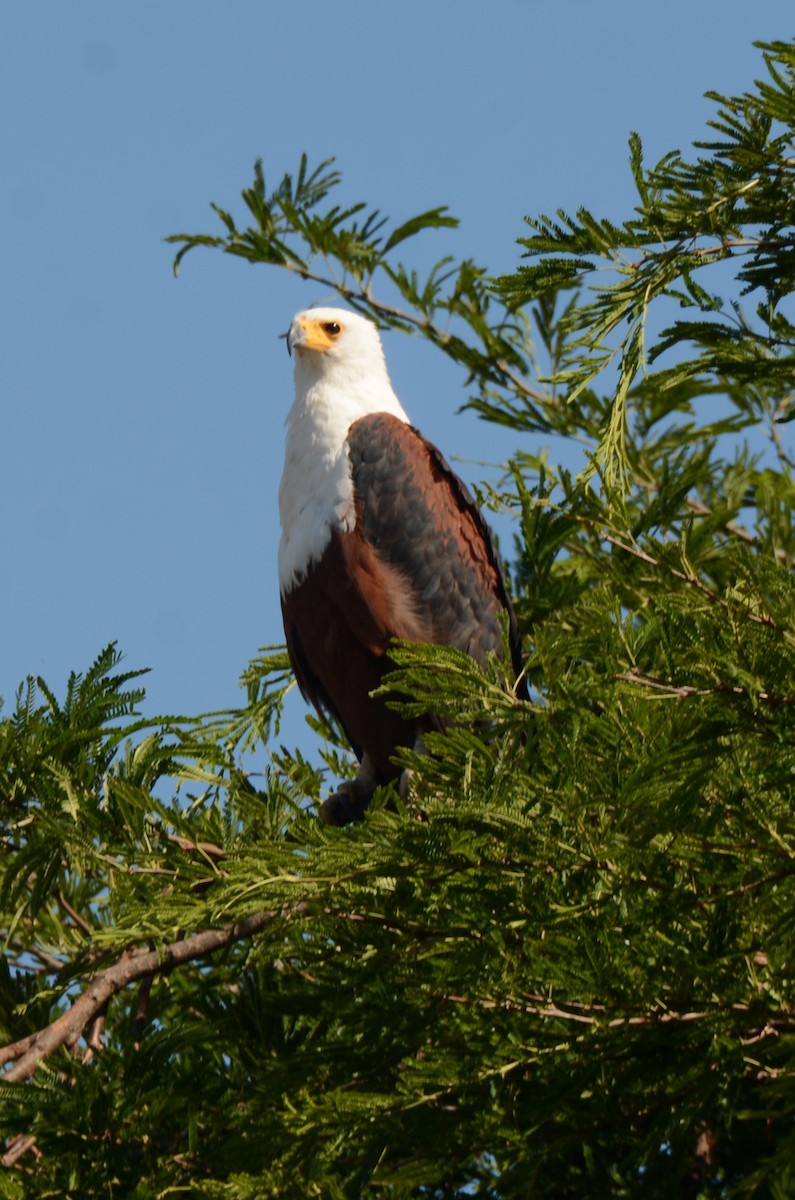 African Fish-Eagle - ML643769358