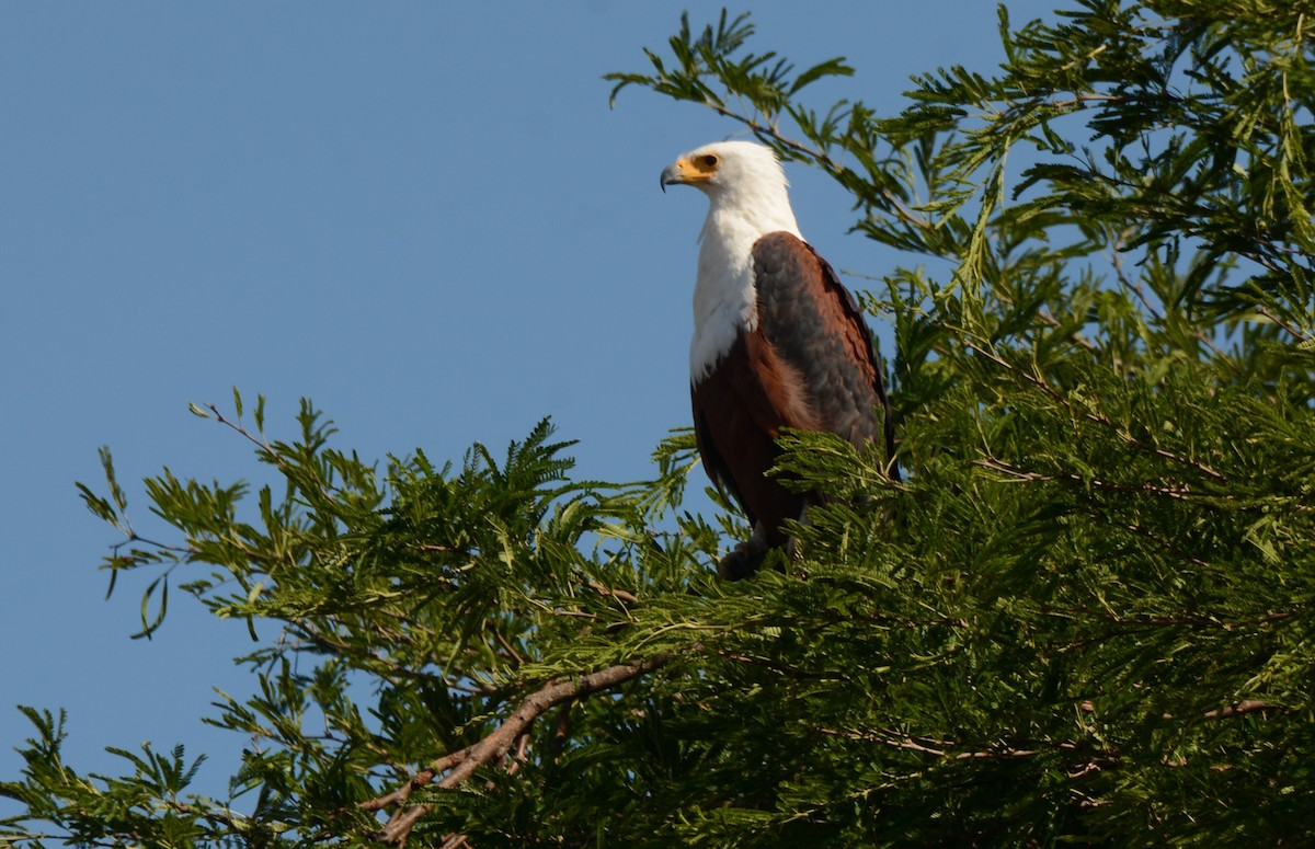 African Fish-Eagle - ML643769359