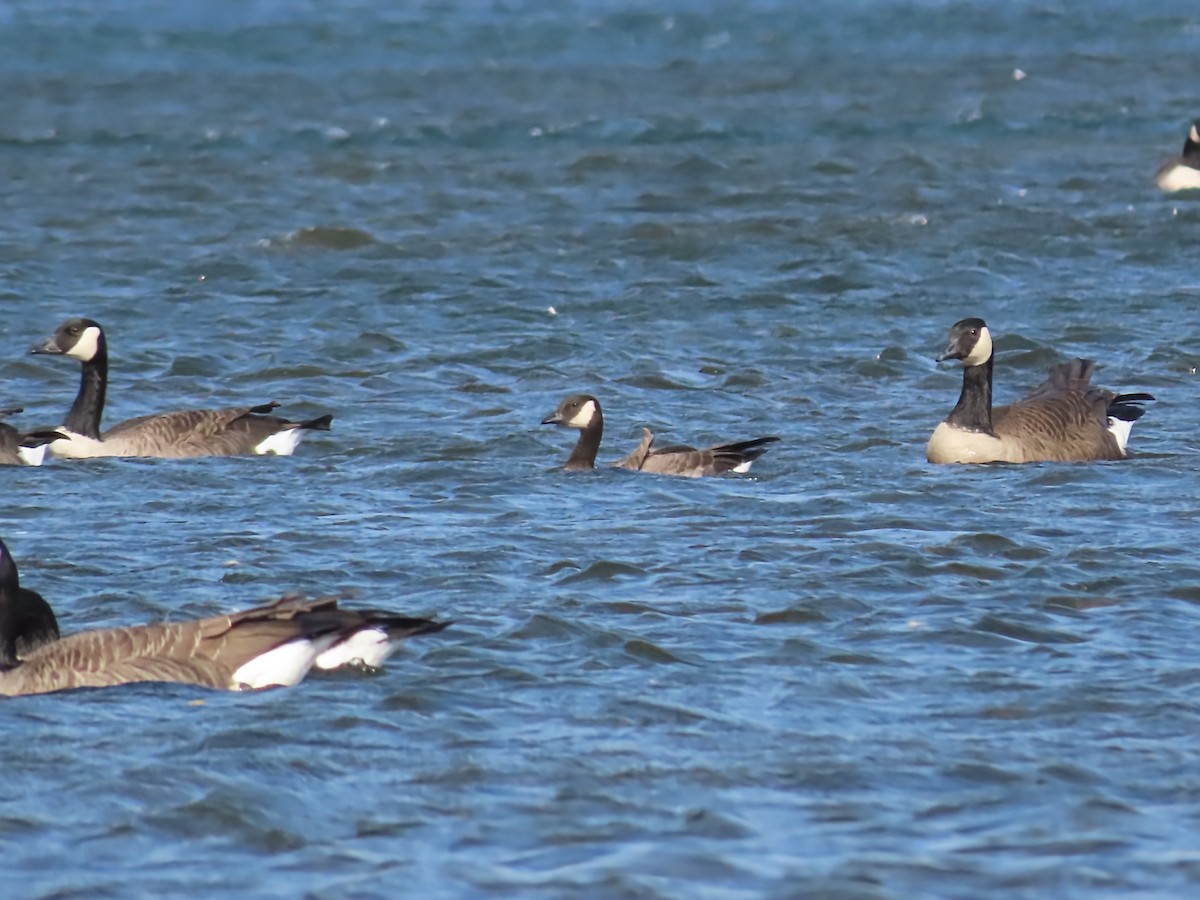 Cackling Goose - ML643769368