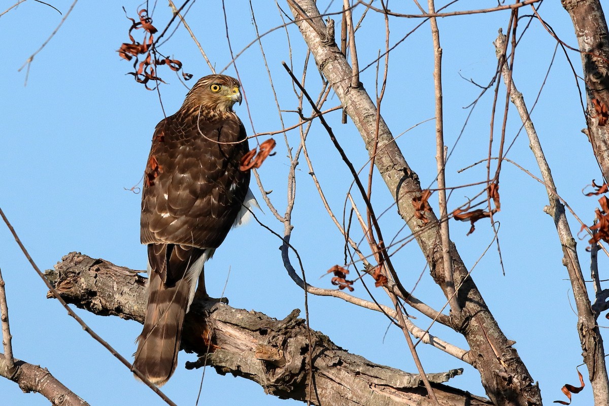 Cooper's Hawk - ML643769382