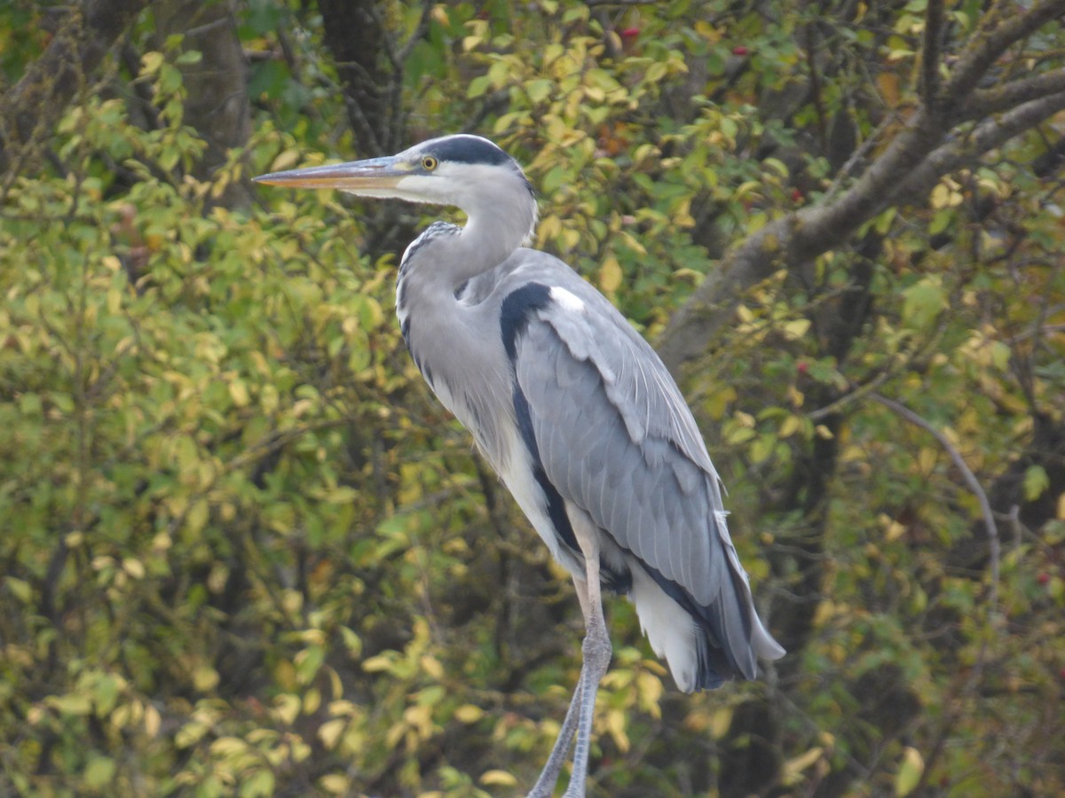 Gray Heron - ML643769399