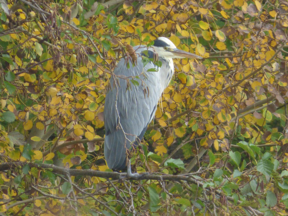 Gray Heron - ML643769400