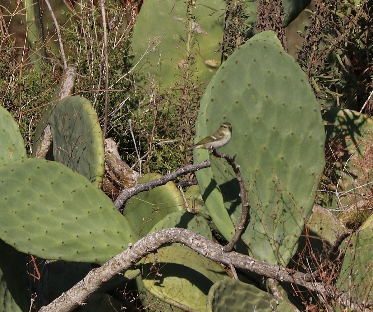Yellow-browed Warbler - ML643769406