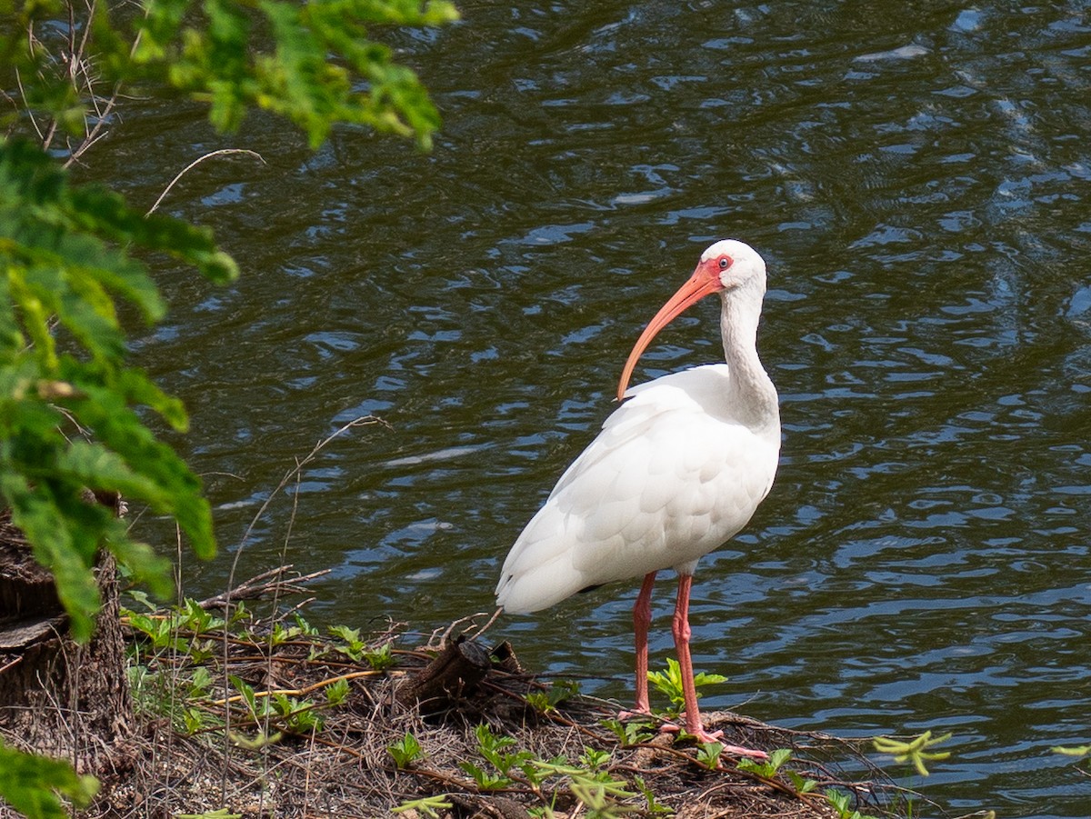 White Ibis - ML643769415