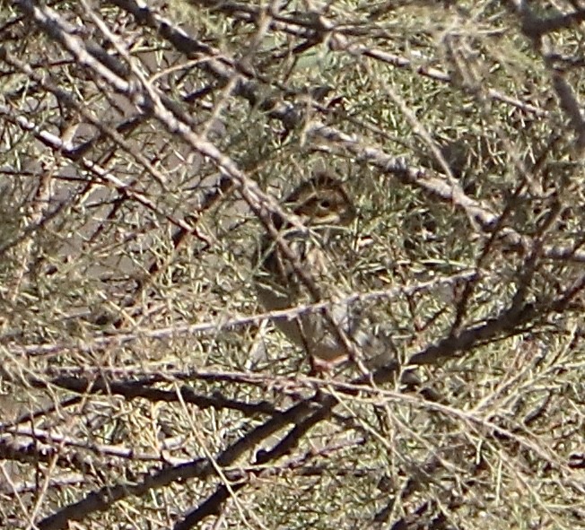 Little Bunting - ML643769418