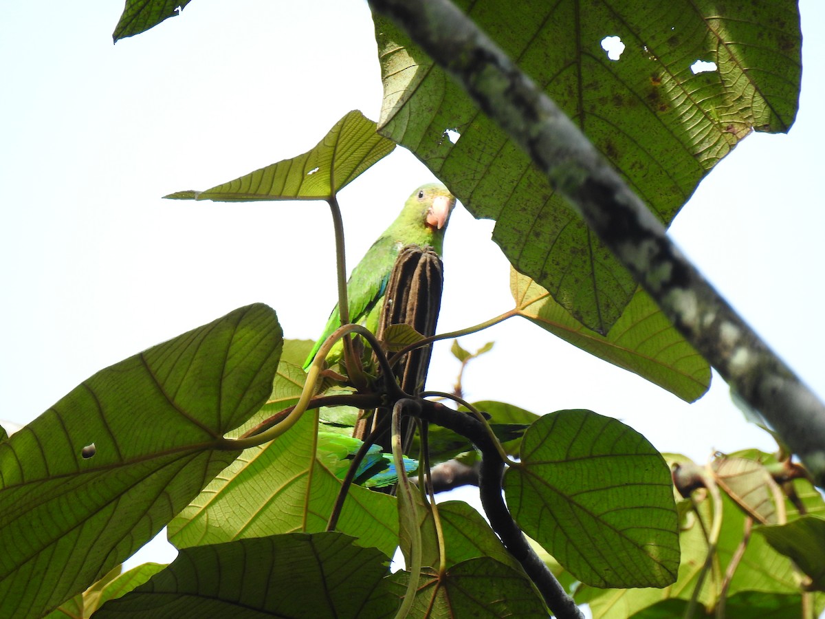 Cobalt-winged Parakeet - ML643769441