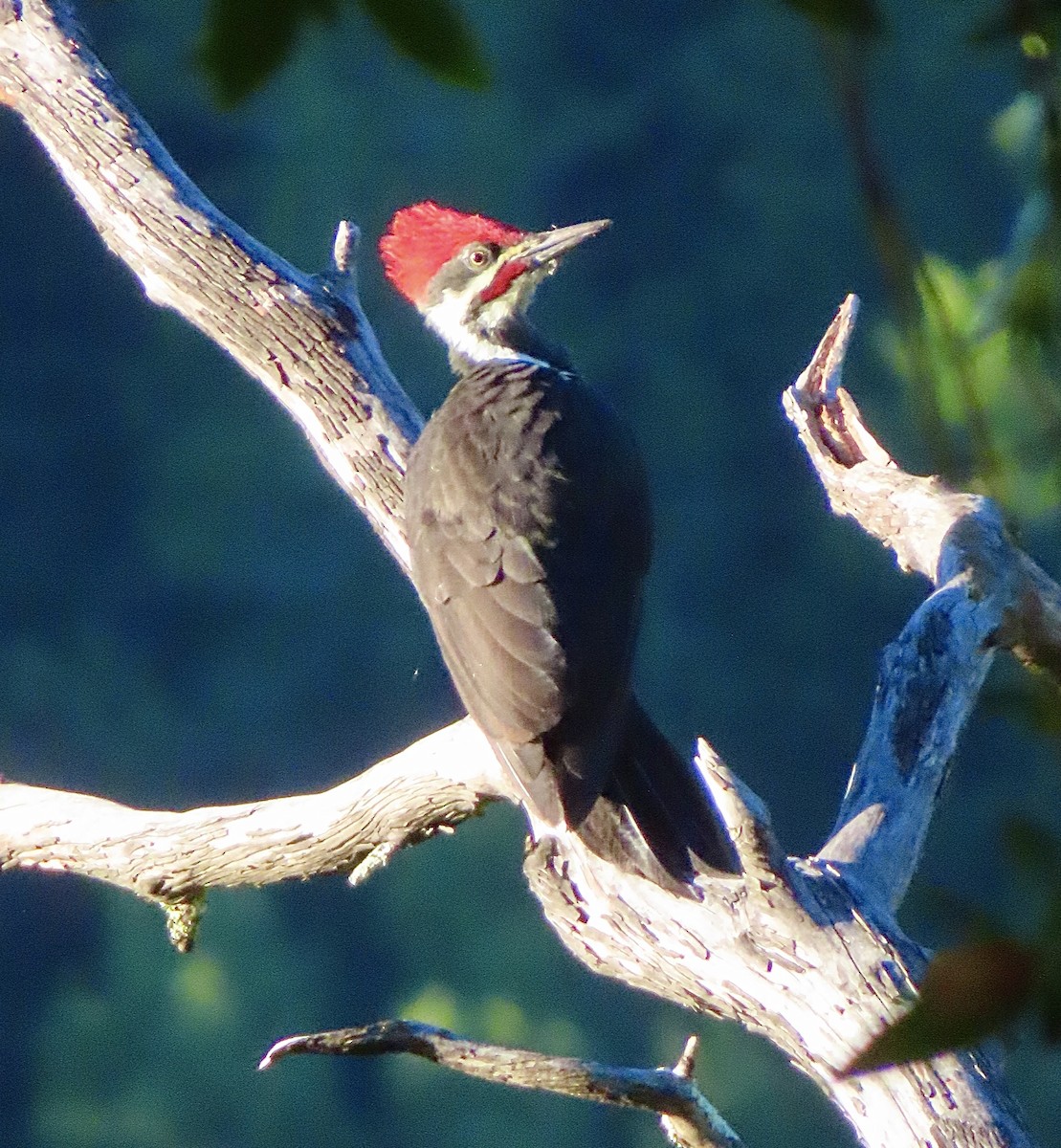 Pileated Woodpecker - ML643769442