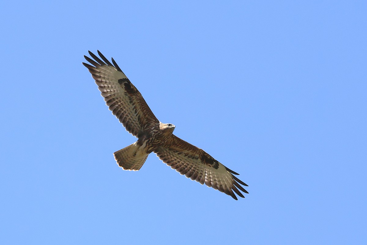 Common Buzzard (Steppe) - ML643769450