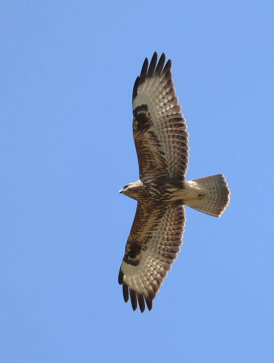 Common Buzzard (Steppe) - ML643769451
