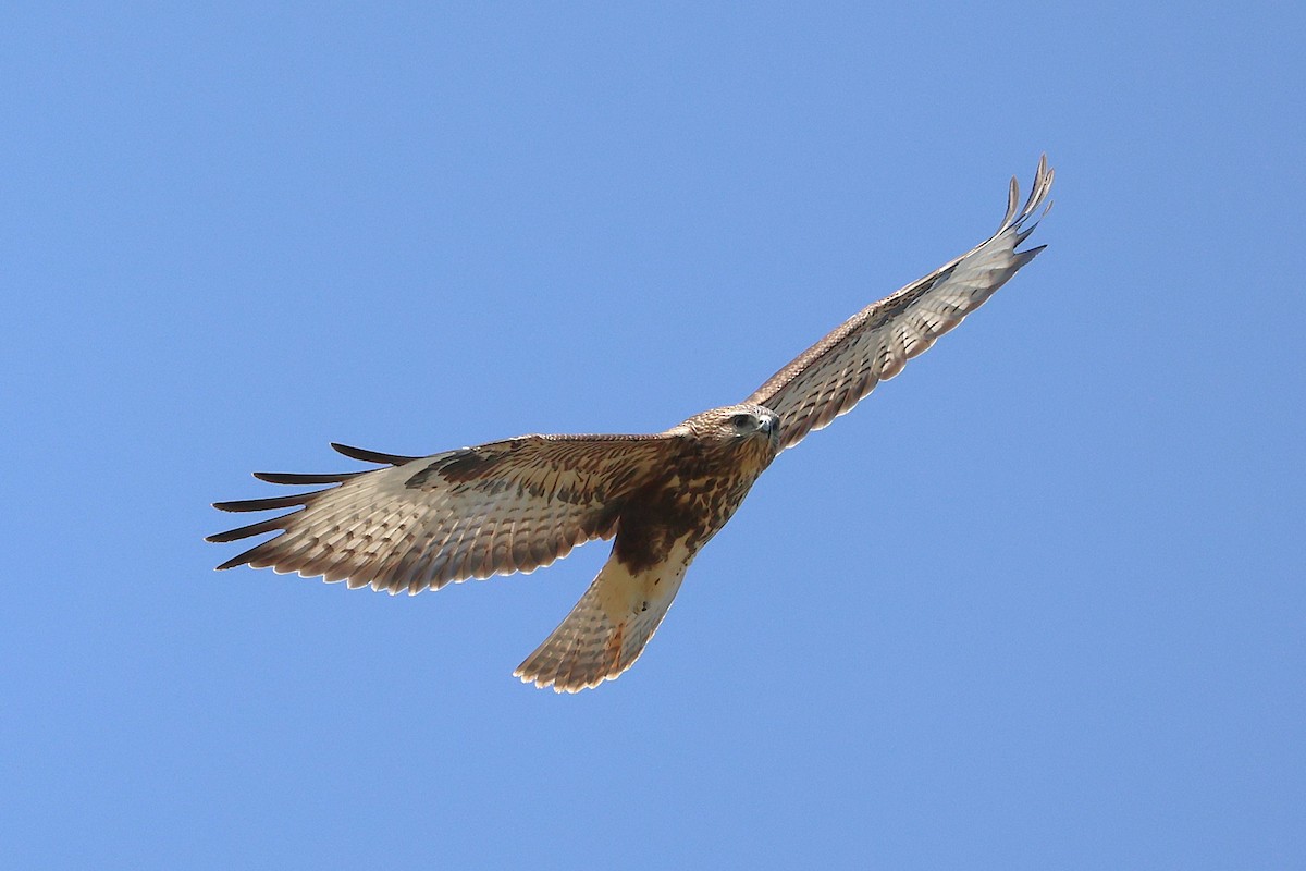 Common Buzzard (Steppe) - ML643769452