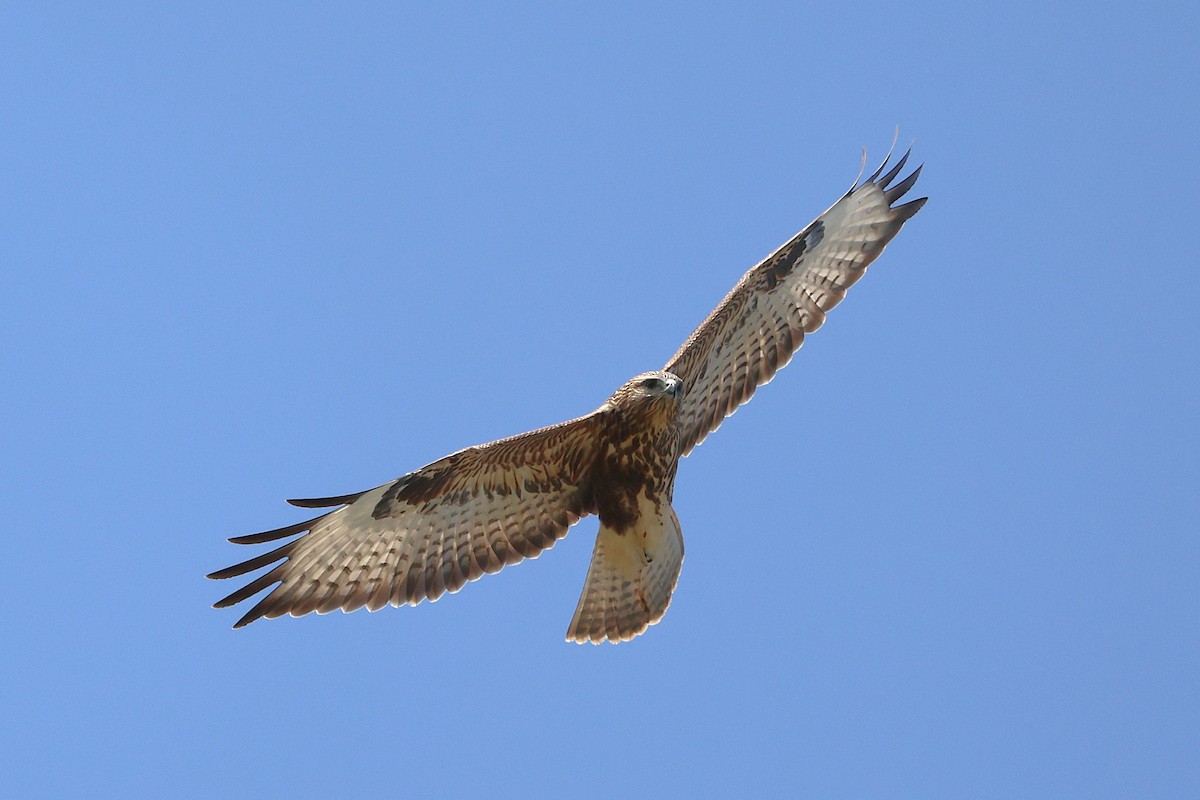Common Buzzard (Steppe) - ML643769453