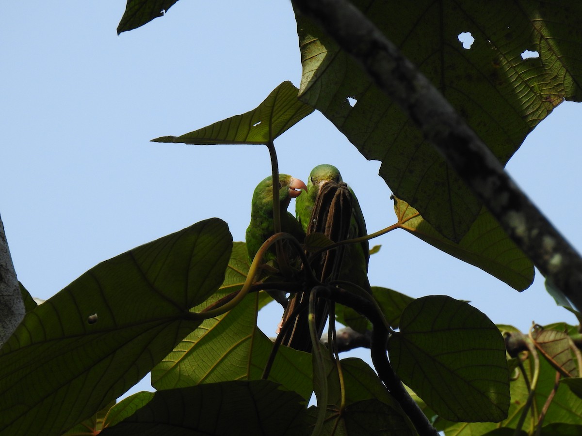 Cobalt-winged Parakeet - ML643769454