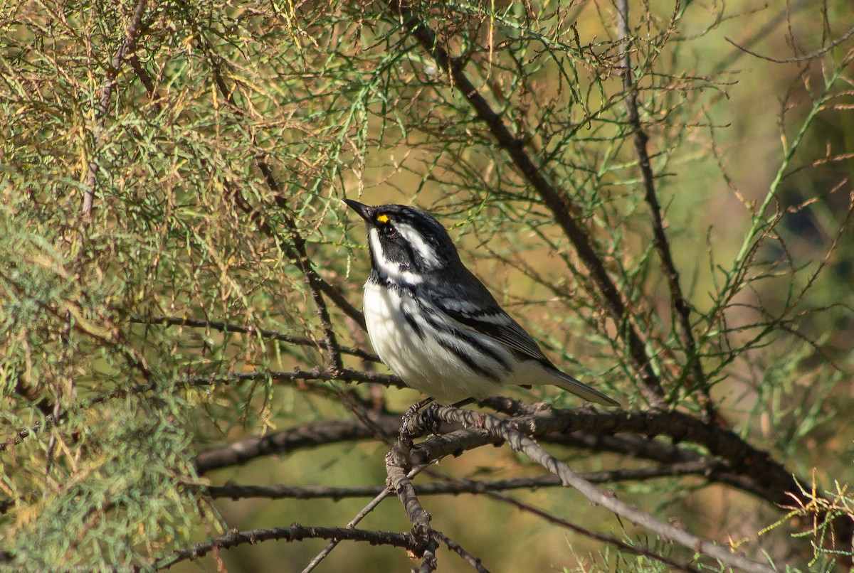Black-throated Gray Warbler - ML643769467