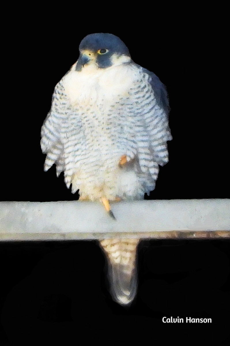 sokol stěhovavý - ML643769482
