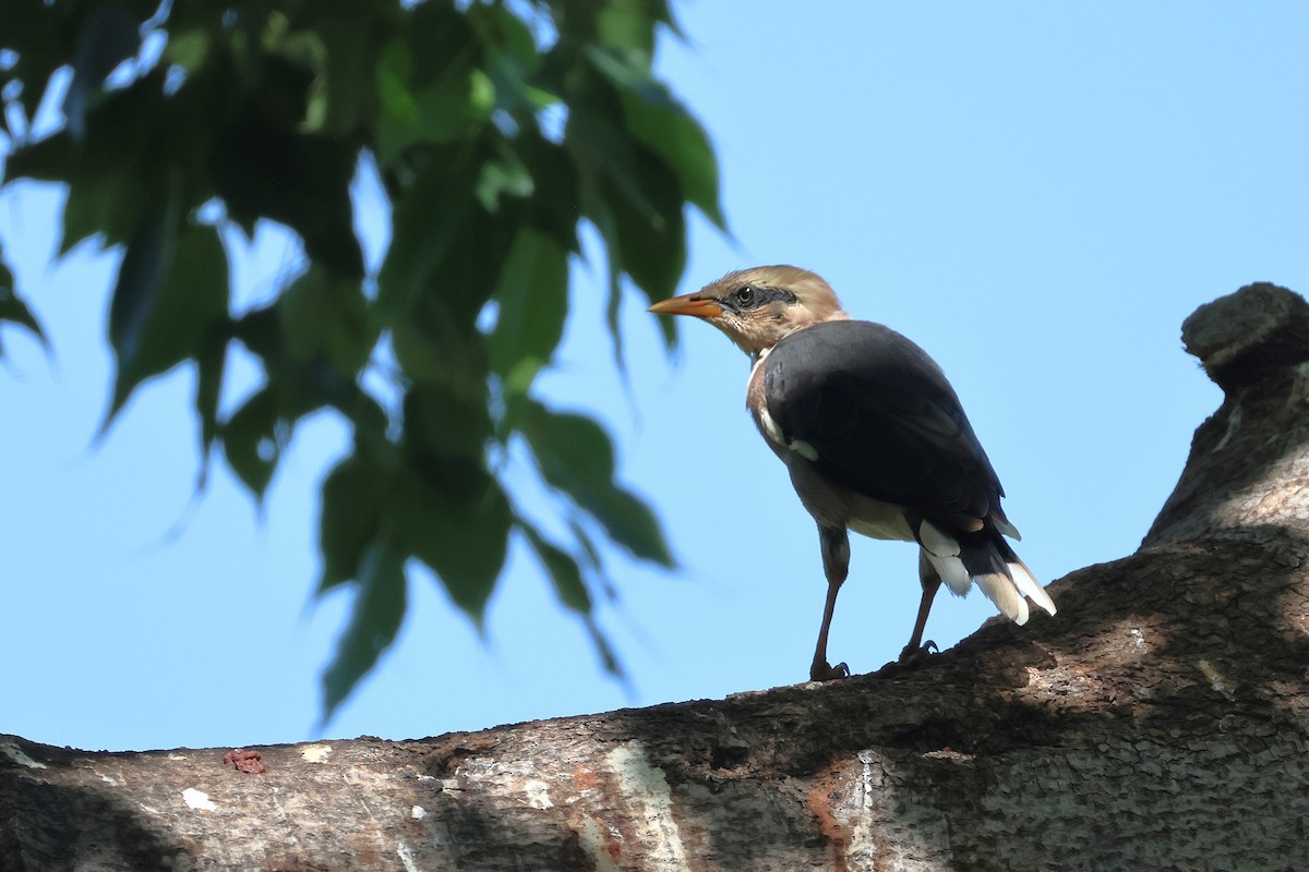 葡萄胸椋鳥 - ML643769497