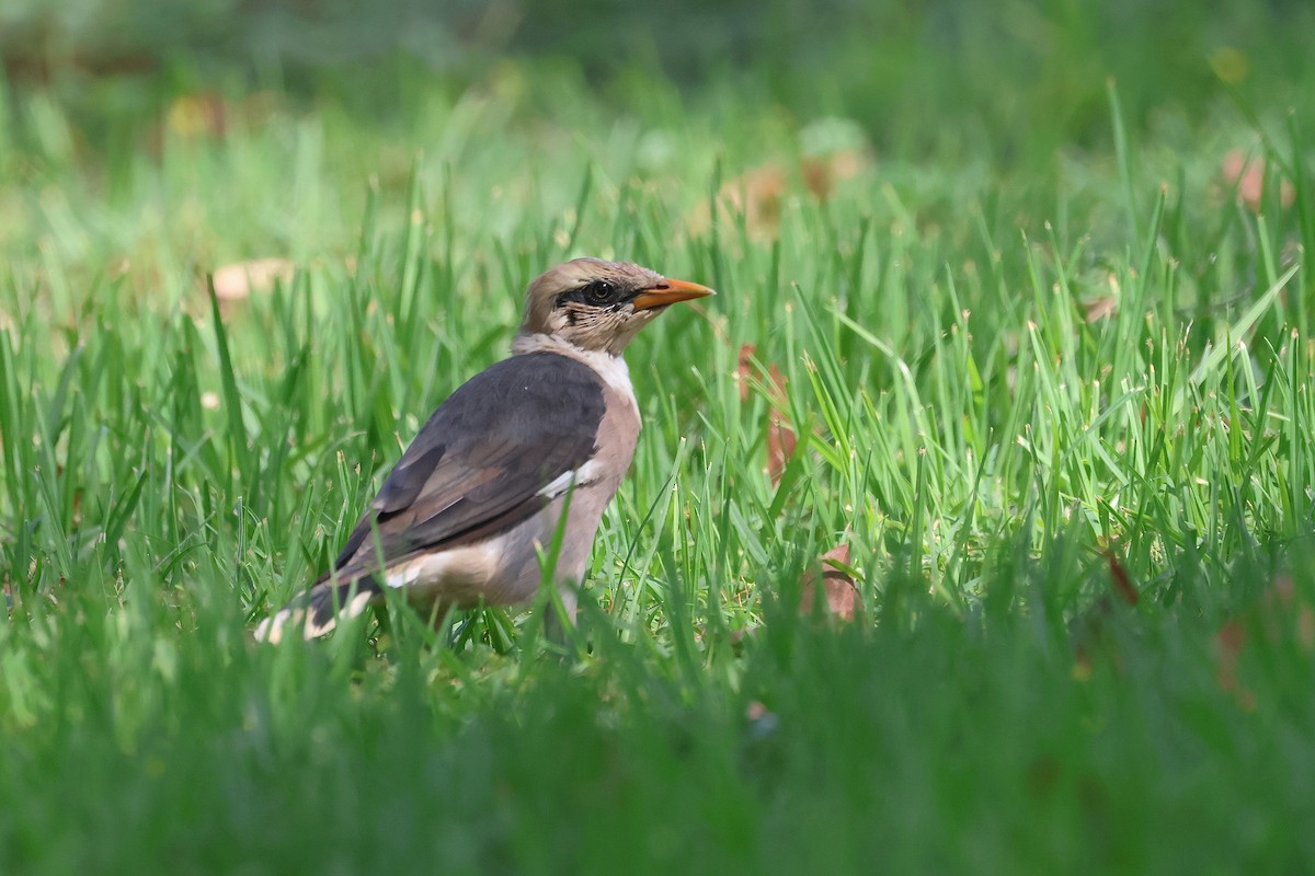 葡萄胸椋鳥 - ML643769498