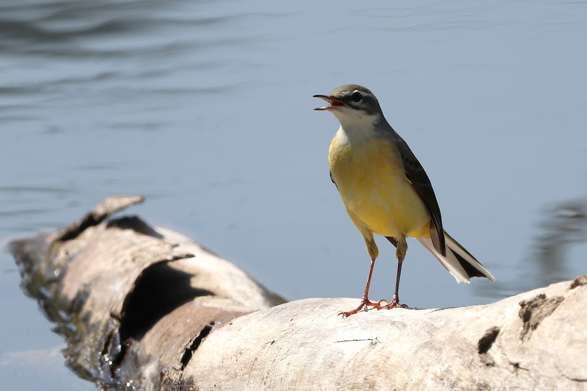 נחליאלי זנבתן - ML643769506