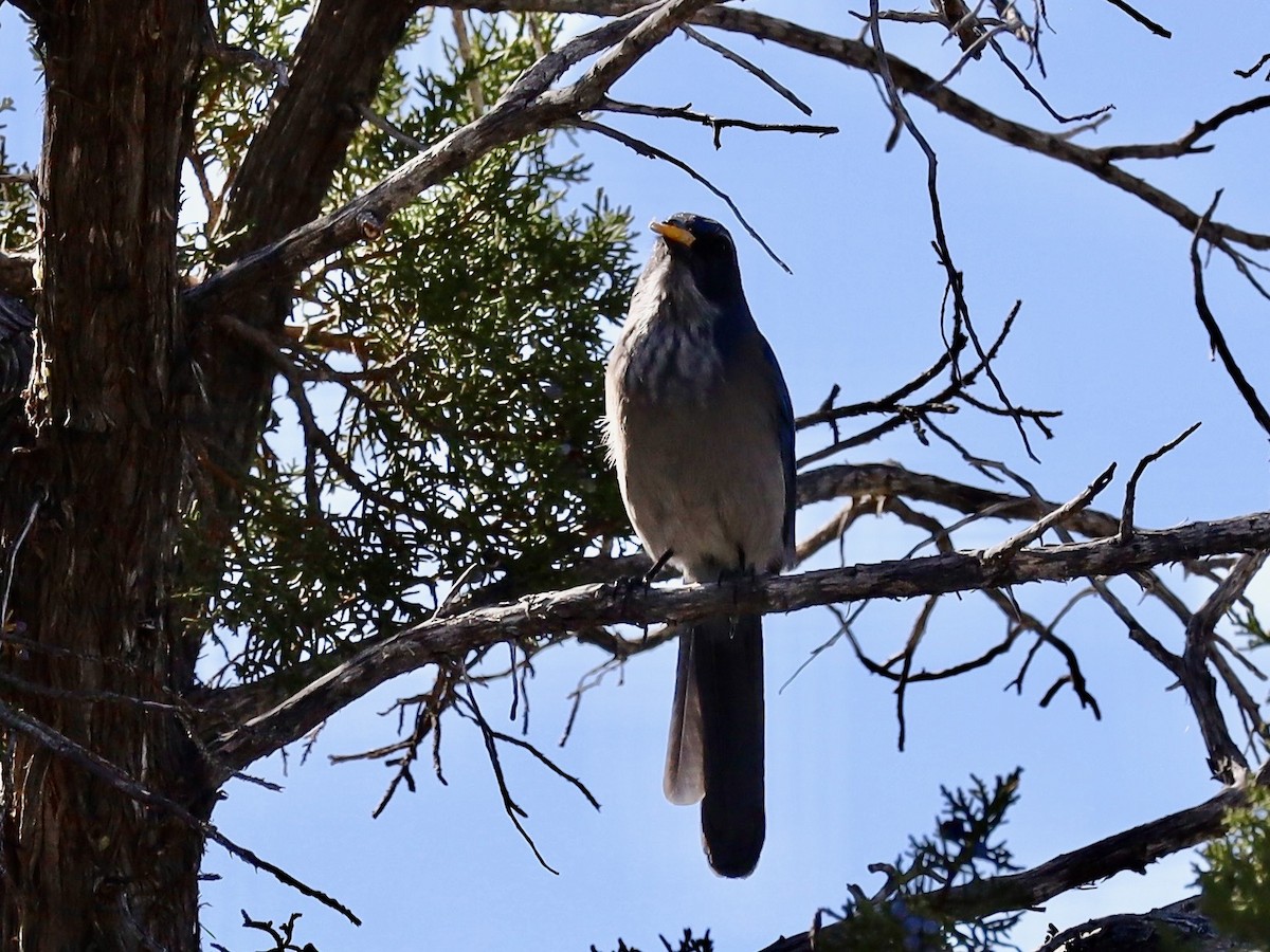 Woodhouse's Scrub-Jay - ML643769520