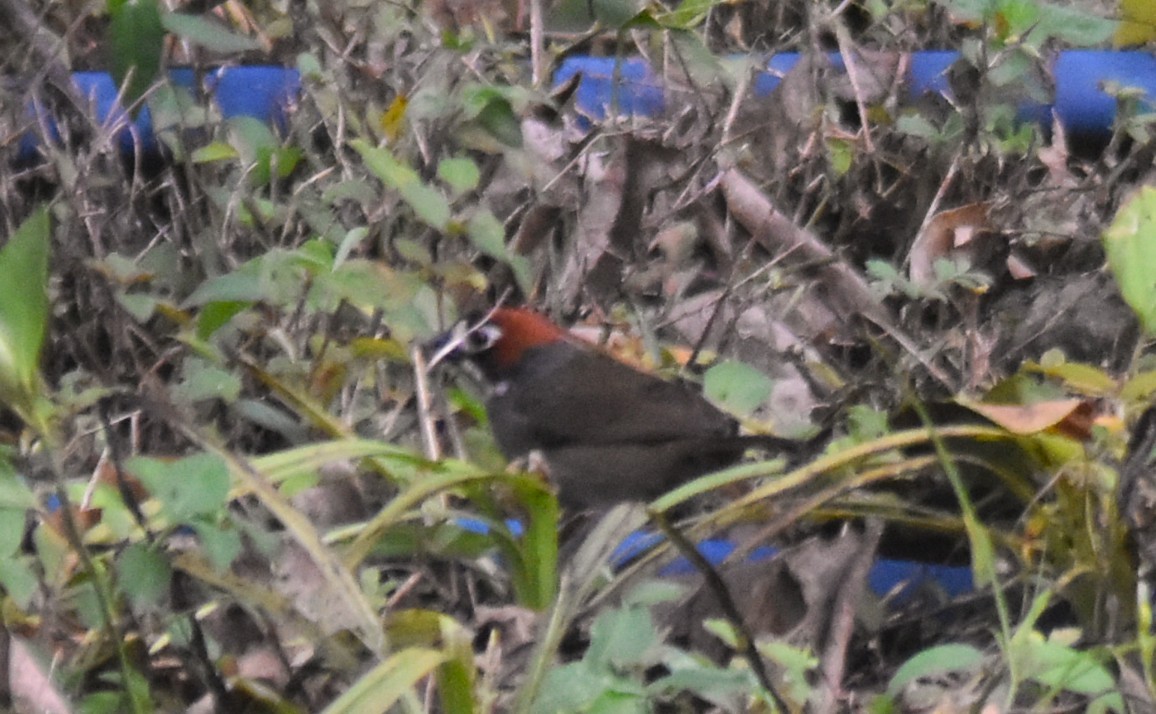 Cabanis's Ground-Sparrow - ML643769562