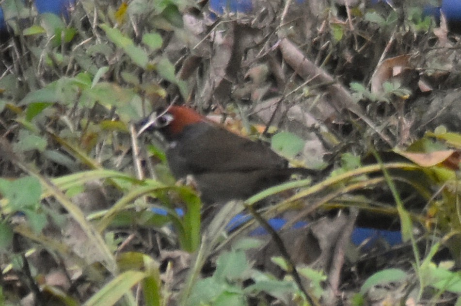 Cabanis's Ground-Sparrow - ML643769563