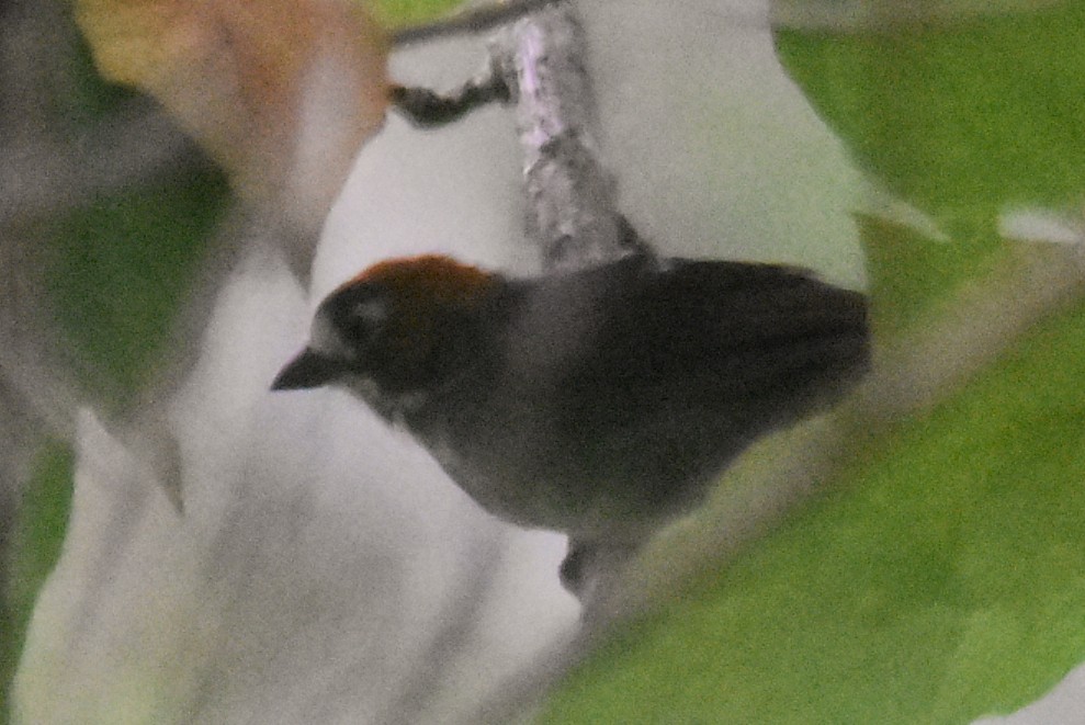 Cabanis's Ground-Sparrow - ML643769565