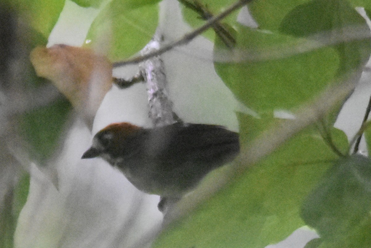 Cabanis's Ground-Sparrow - ML643769566