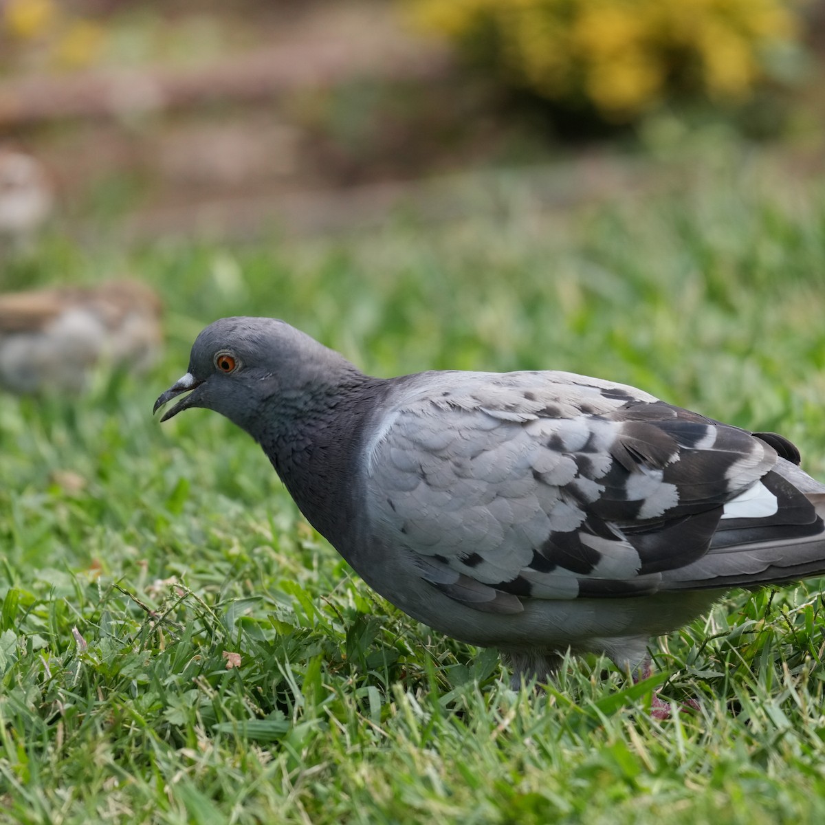 Rock Pigeon - ML643769576
