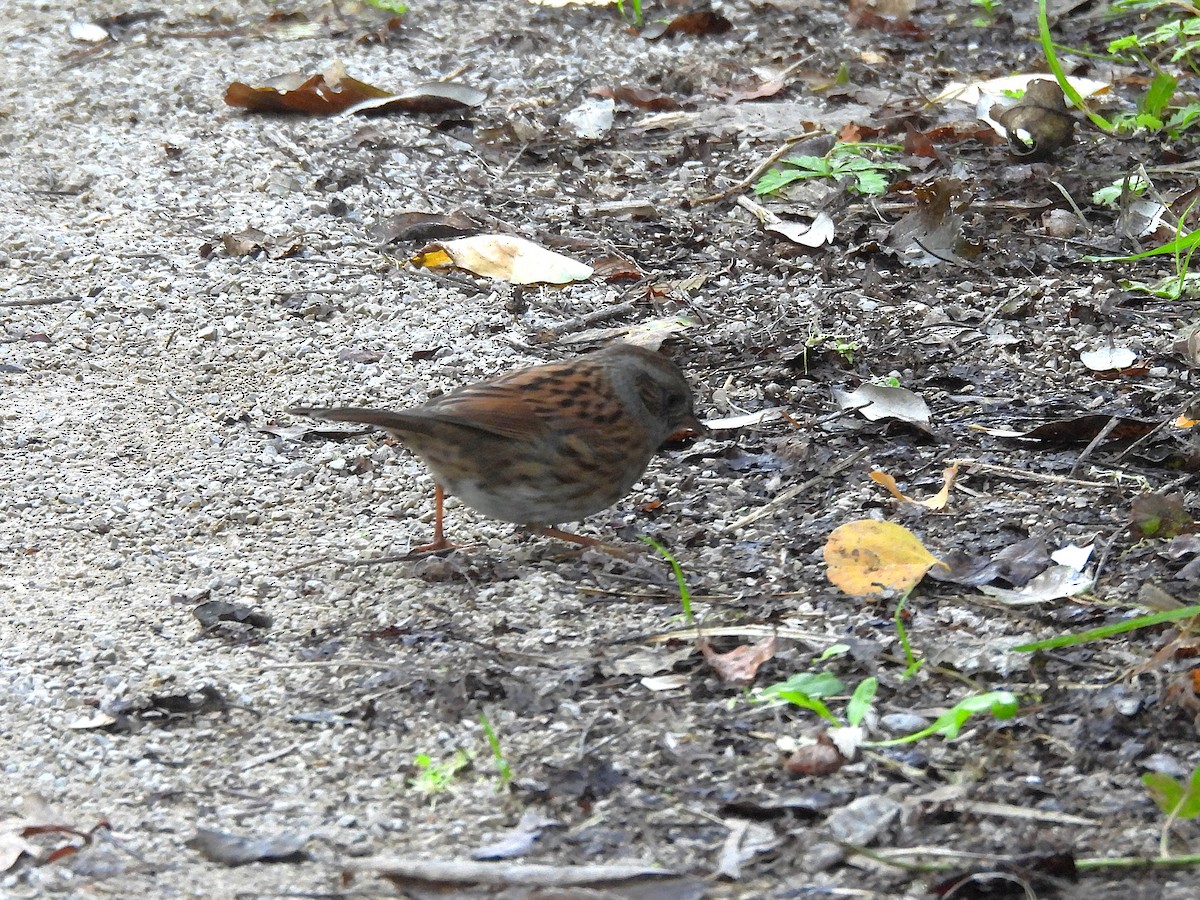 Dunnock - ML643769588