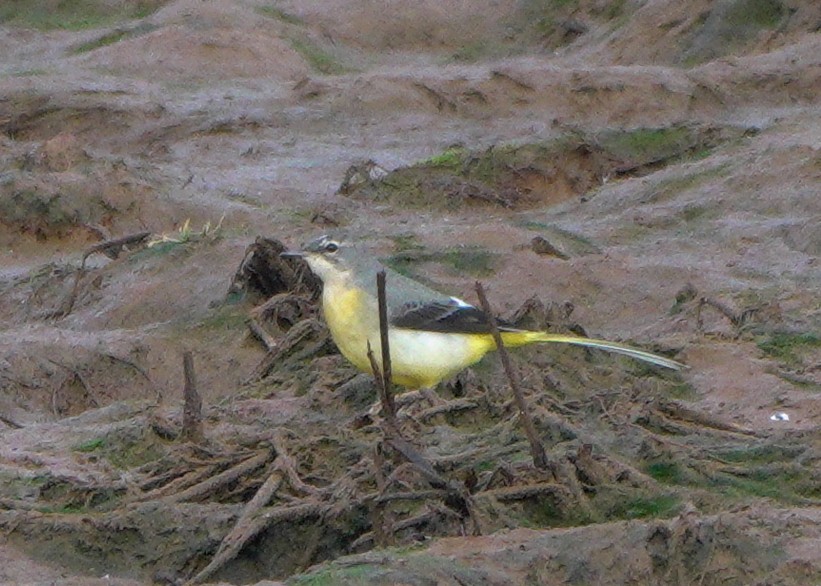 Gray Wagtail - ML643769592