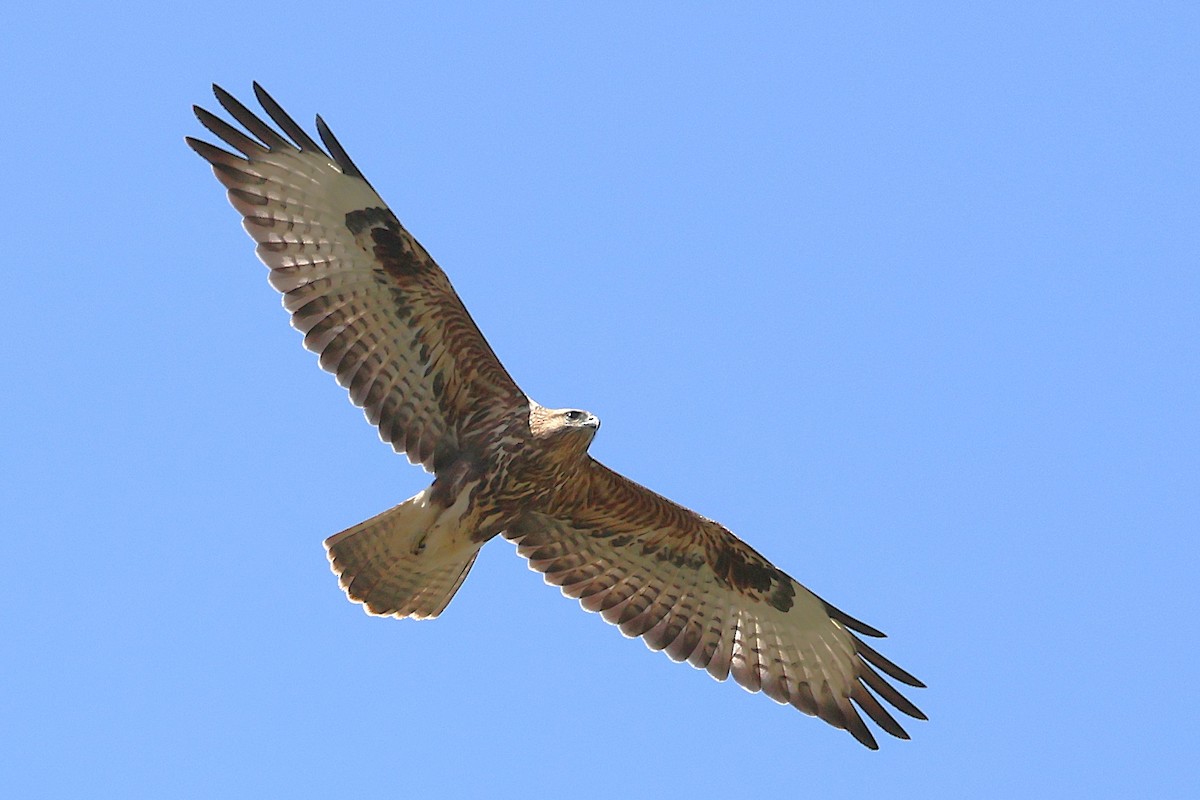 Common Buzzard (Steppe) - ML643769598